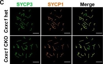 SCP1 Antibody - BSA Free