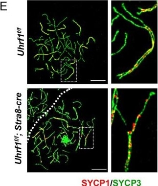 SCP1 Antibody - BSA Free