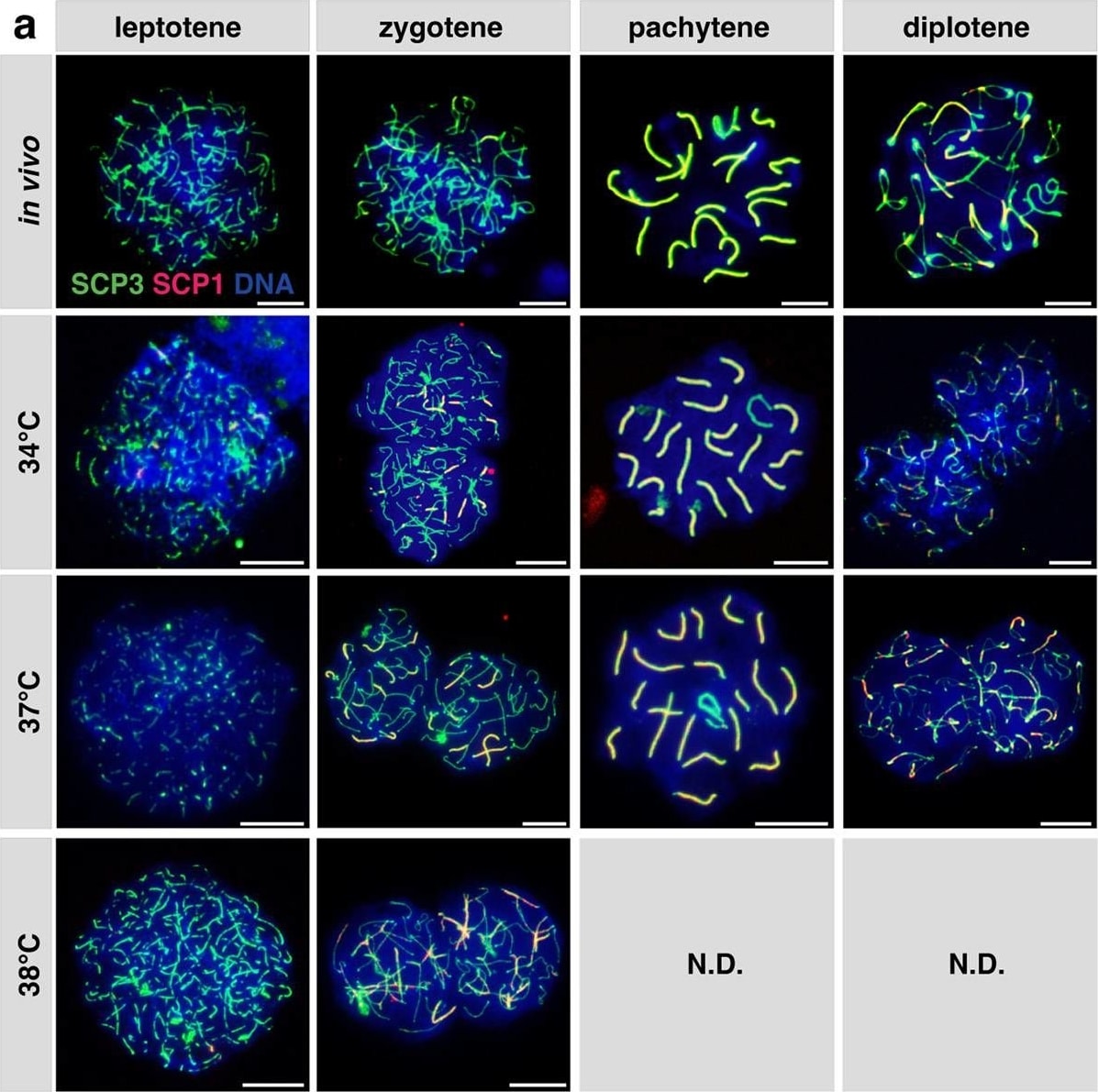 SCP1 Antibody - BSA Free