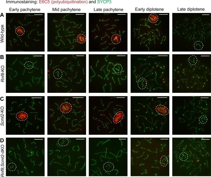 SCP3/SYCP3 Antibody