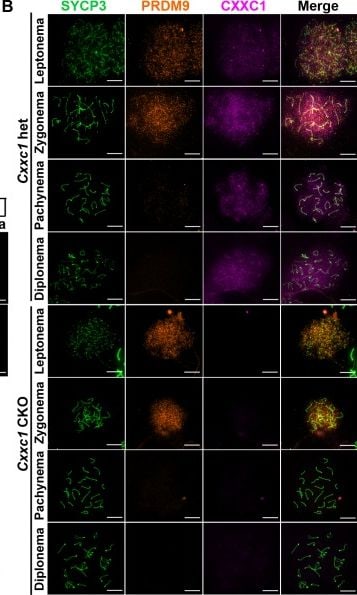 SCP3/SYCP3 Antibody