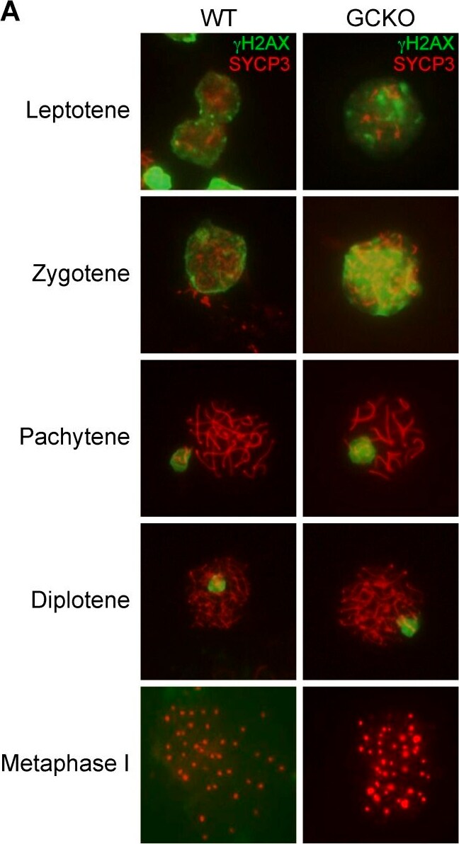 SCP3/SYCP3 Antibody