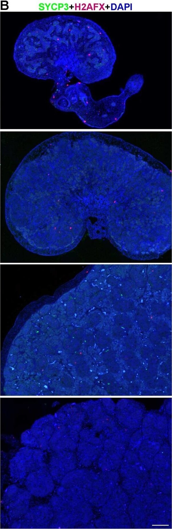 SCP3/SYCP3 Antibody - BSA Free