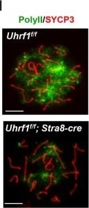 SCP3/SYCP3 Antibody - BSA Free