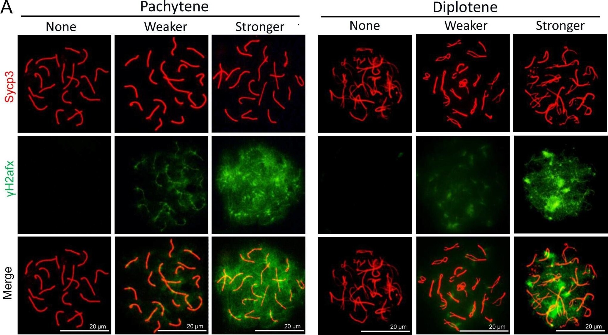 SCP3/SYCP3 Antibody - BSA Free