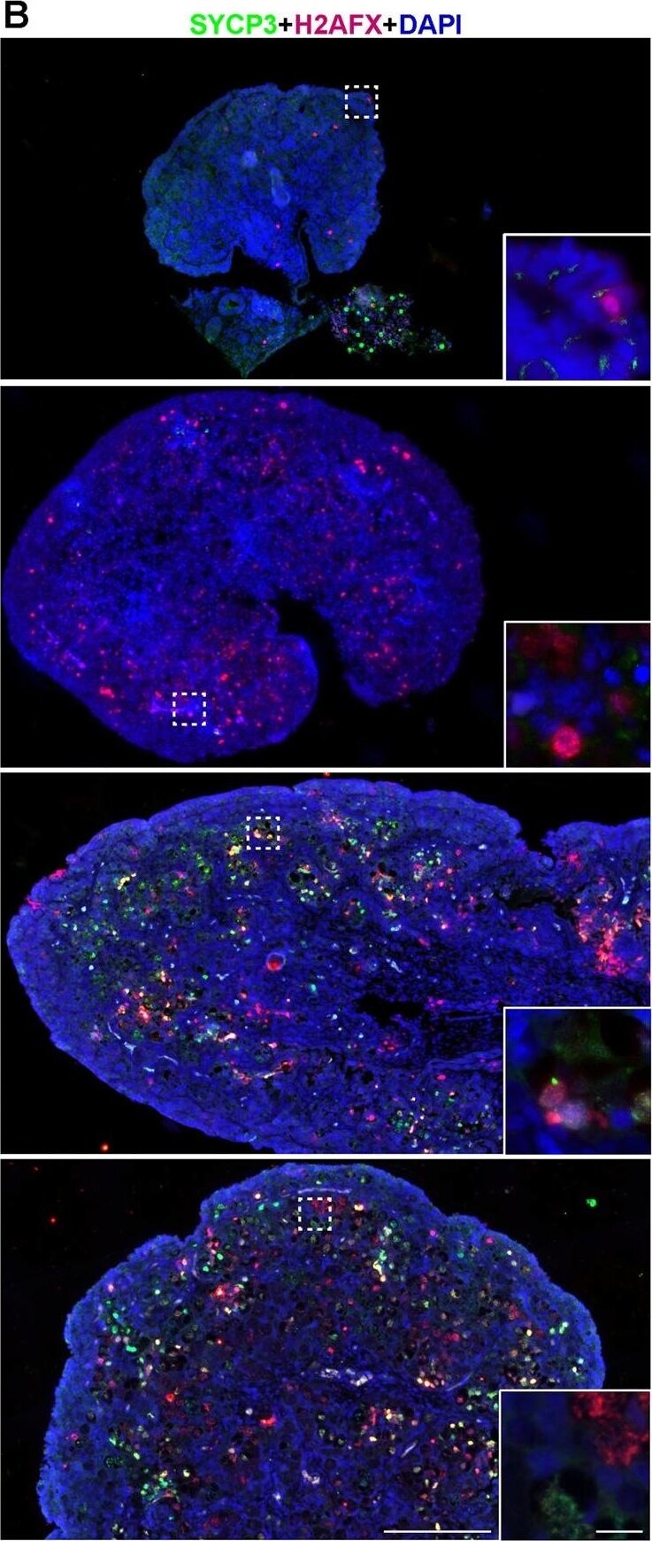 SCP3/SYCP3 Antibody - BSA Free