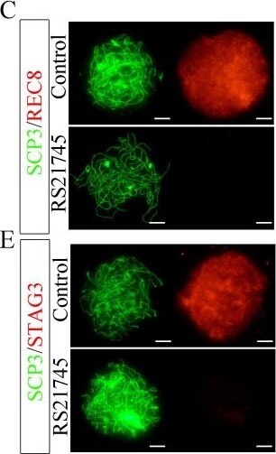 SCP3/SYCP3 Antibody - BSA Free