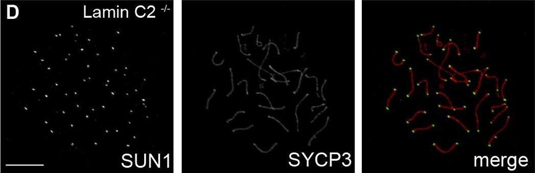 SCP3/SYCP3 Antibody - BSA Free