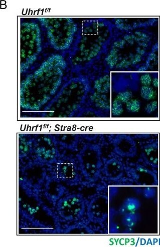 SCP3/SYCP3 Antibody - BSA Free