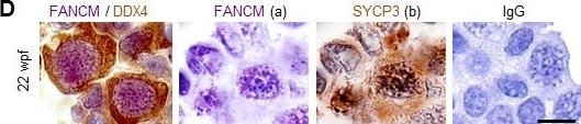 SCP3/SYCP3 Antibody - BSA Free