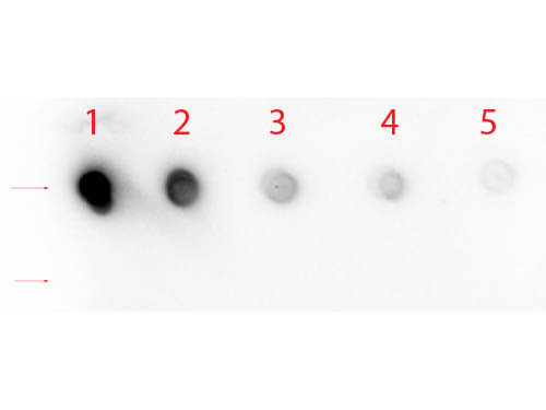 Notch-1 Antibody - (Cleaved N terminal)