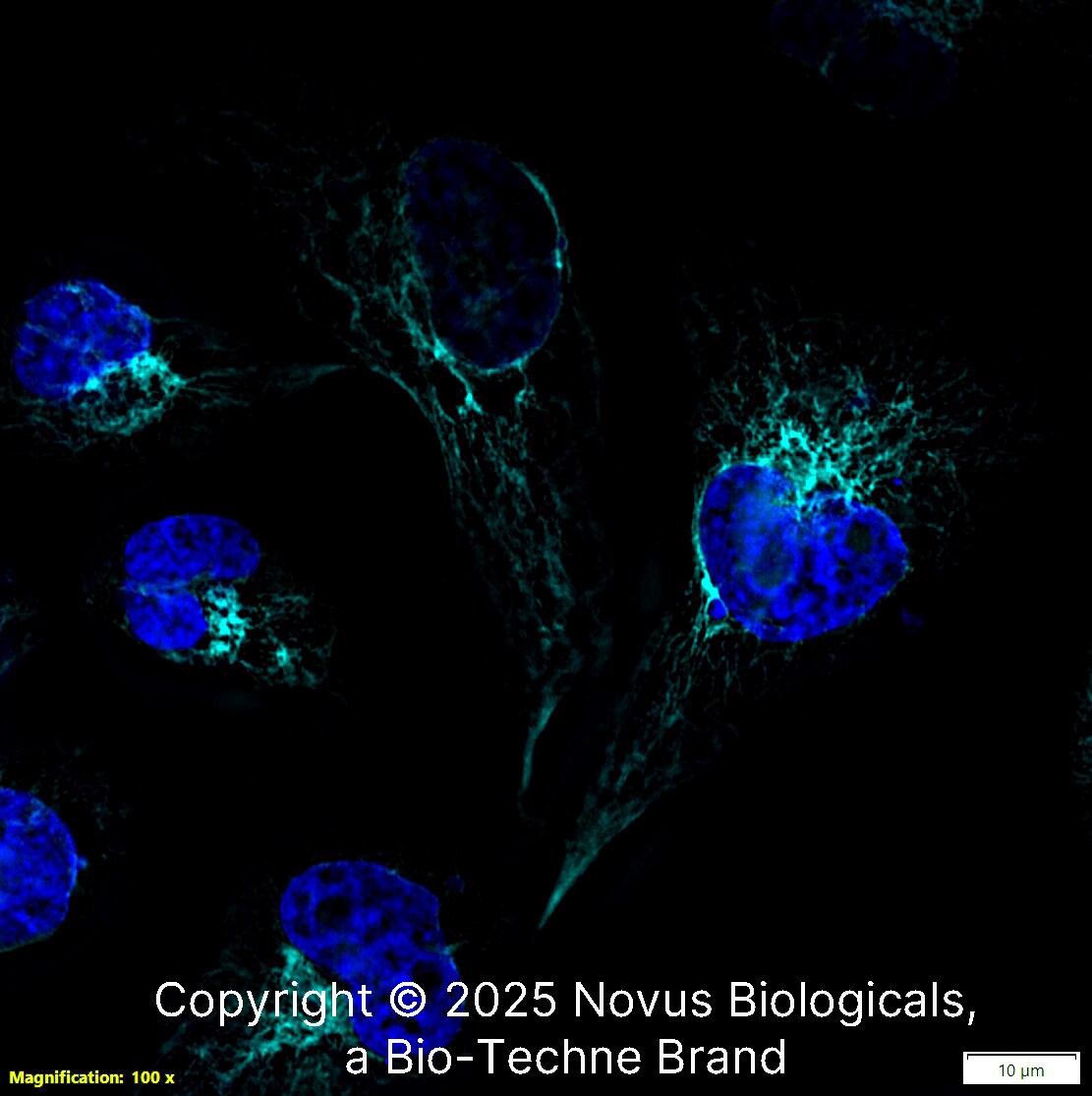 Nestin Antibody (10C2) [DyLight 650]