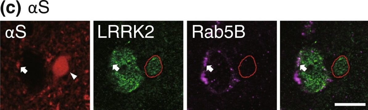 LRRK2 Antibody - BSA Free