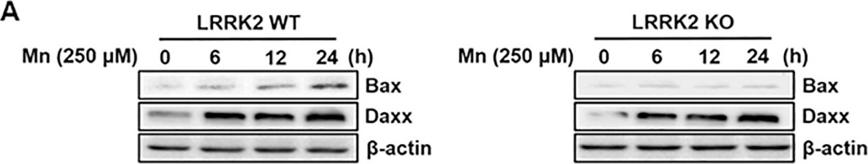 LRRK2 Antibody - BSA Free