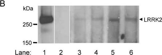 LRRK2 Antibody - BSA Free
