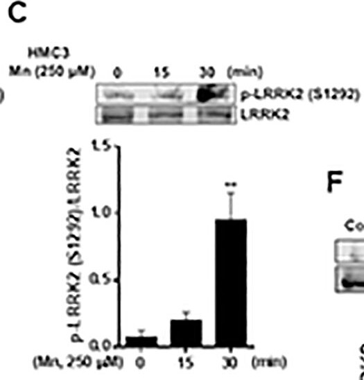 LRRK2 Antibody - BSA Free