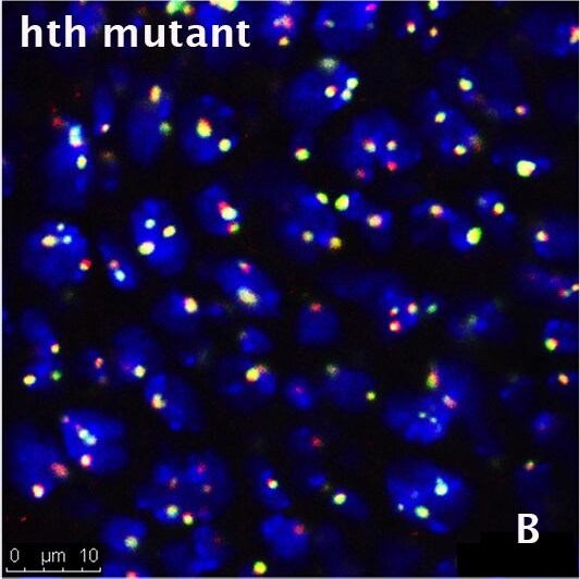 Fibrillarin Antibody (38F3)