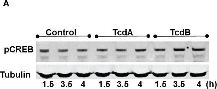 CREB [p Ser133] Antibody - Azide Free