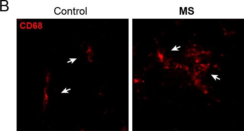 xCT Antibody - BSA Free