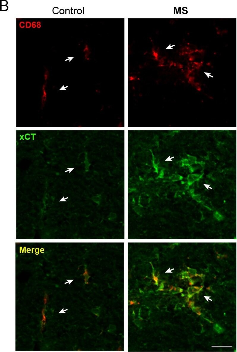 xCT Antibody - BSA Free