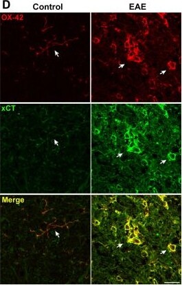 xCT Antibody - BSA Free