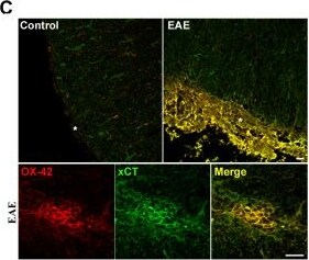 xCT Antibody - BSA Free