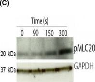 GAPDH Antibody