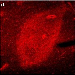 GAPDH Antibody
