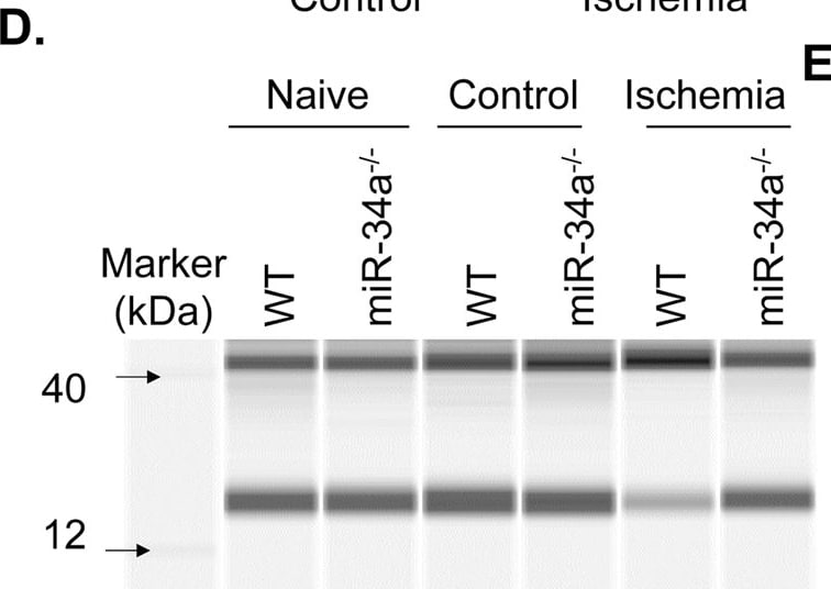 GAPDH Antibody