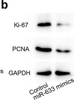 GAPDH Antibody