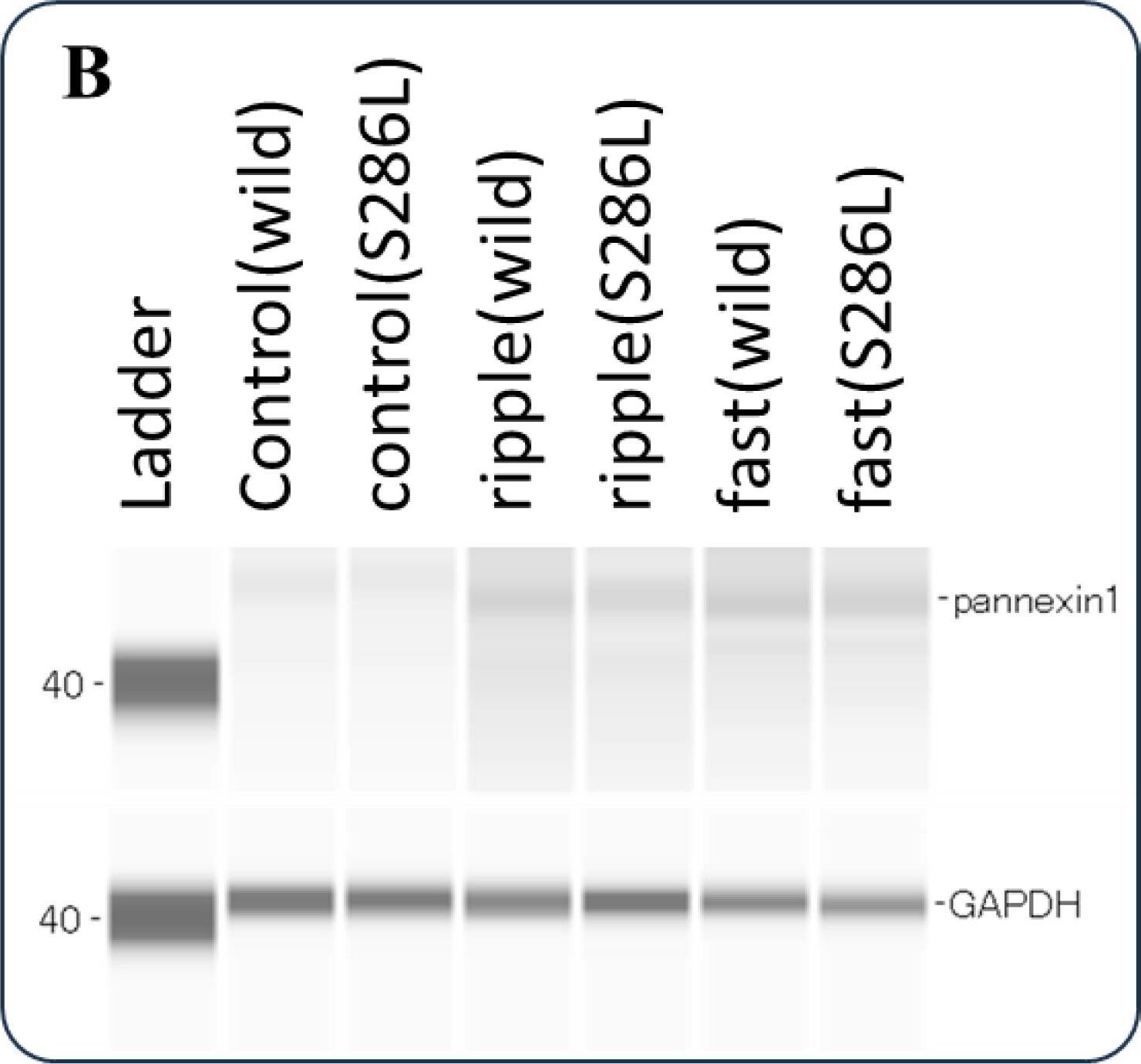 GAPDH Antibody