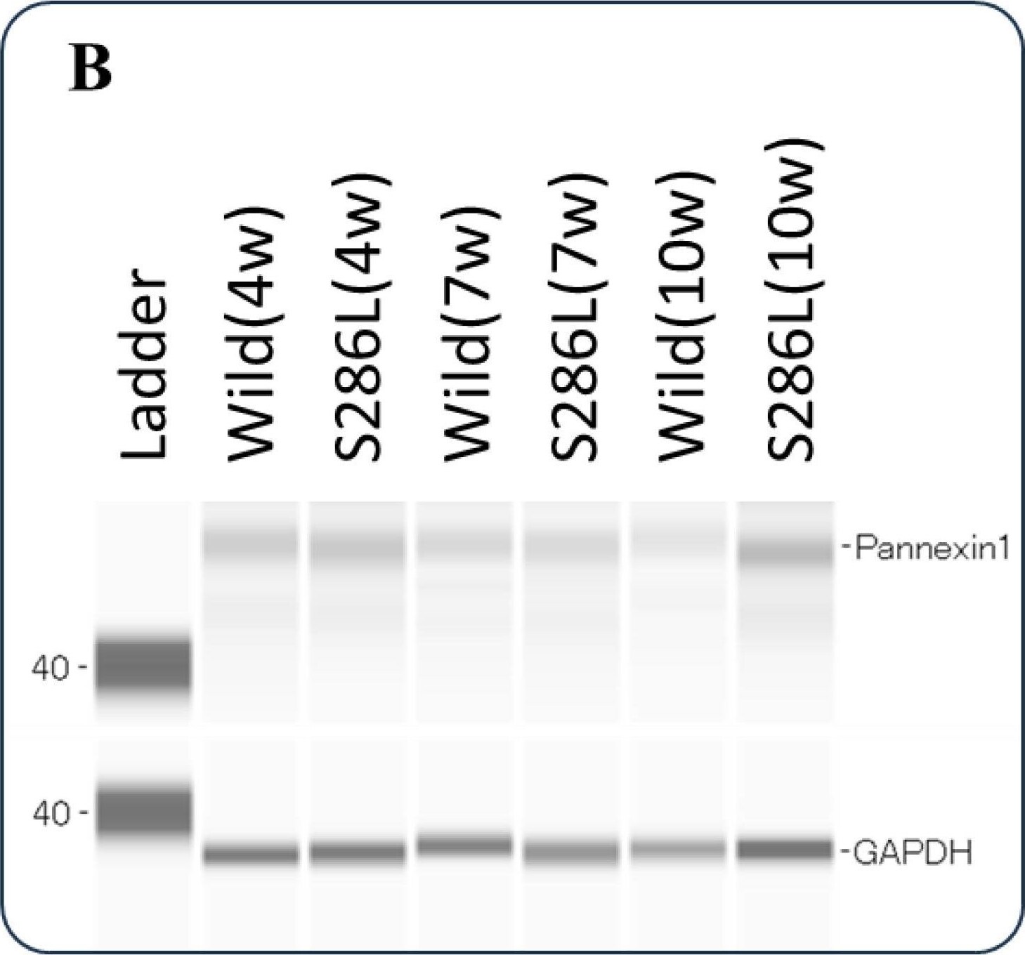 GAPDH Antibody