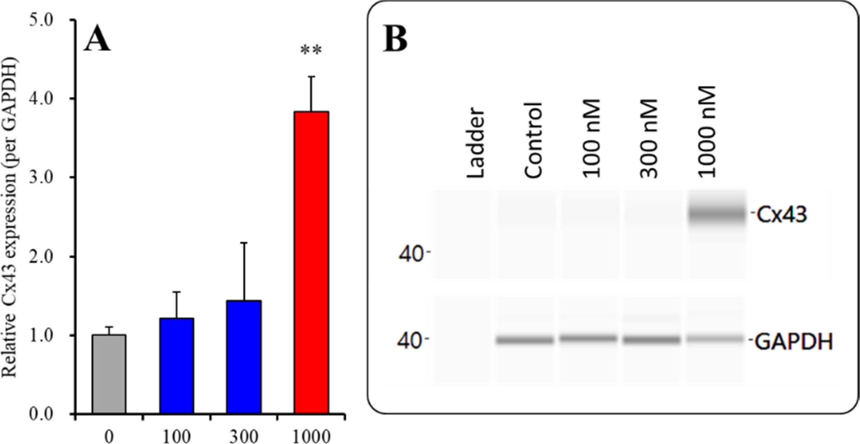 GAPDH Antibody