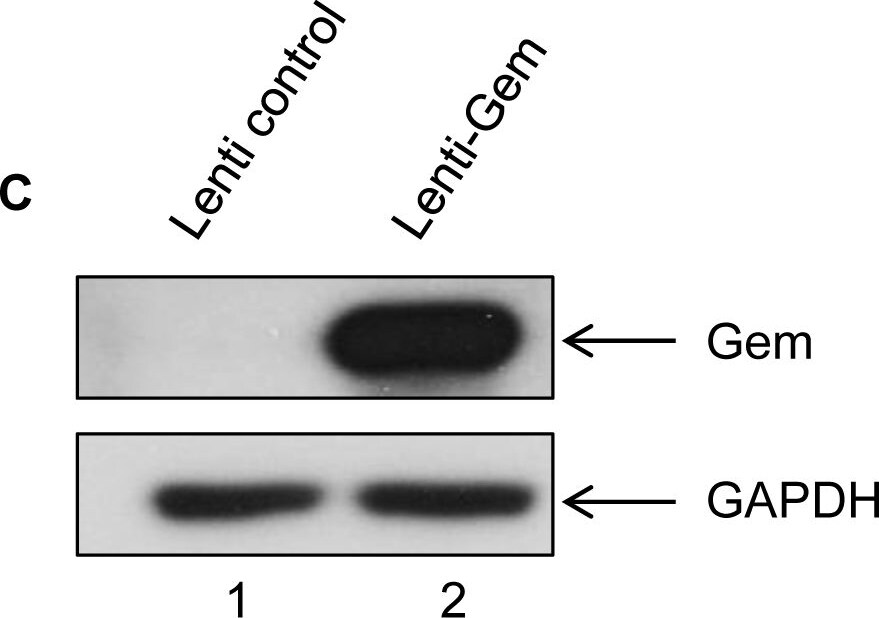 GAPDH Antibody