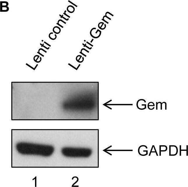 GAPDH Antibody