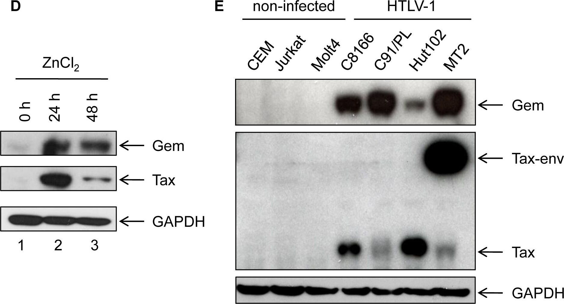 GAPDH Antibody