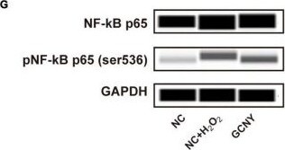 GAPDH Antibody