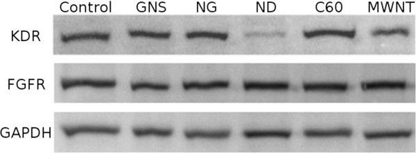 GAPDH Antibody