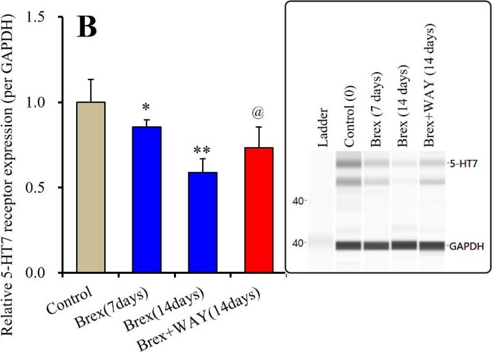 GAPDH Antibody