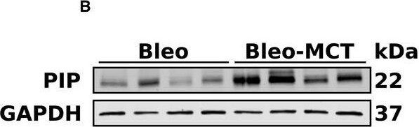 GAPDH Antibody