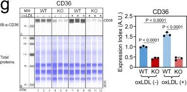 CD36 Antibody - BSA Free Simple Western: CD36 Antibody - BSA Free [NB400-145] -