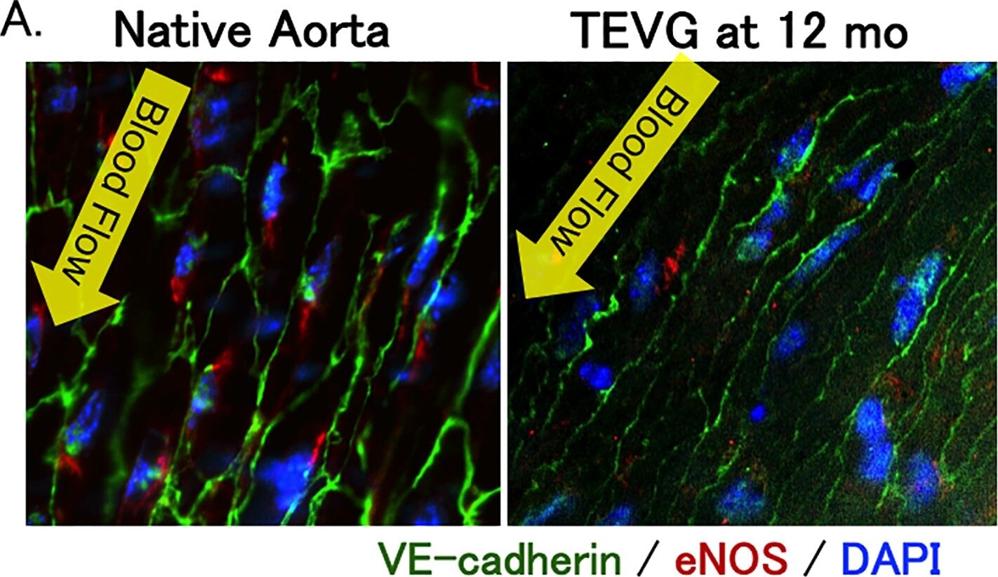 eNOS Antibody - BSA Free