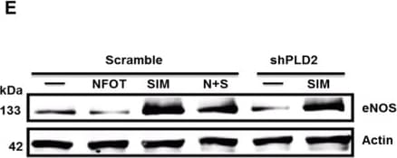 eNOS Antibody - BSA Free
