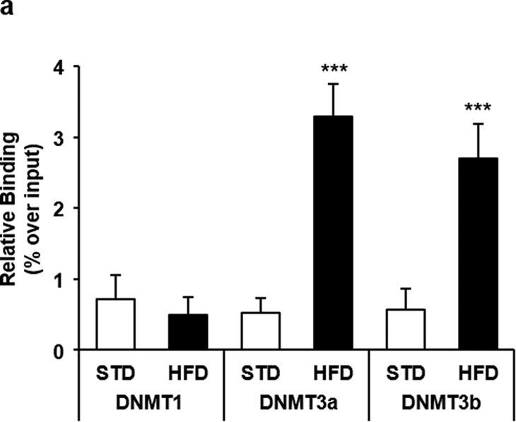 DNMT3B Antibody