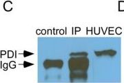 Protein Disulfide Isomerase/P4HB Antibody (RL90)
