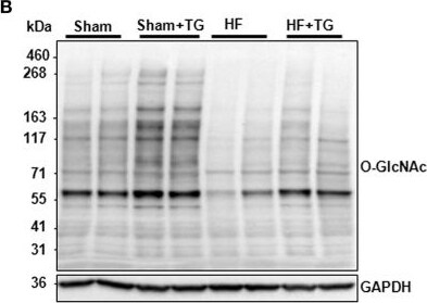 O-GlcNAc Antibody (RL2) - BSA Free