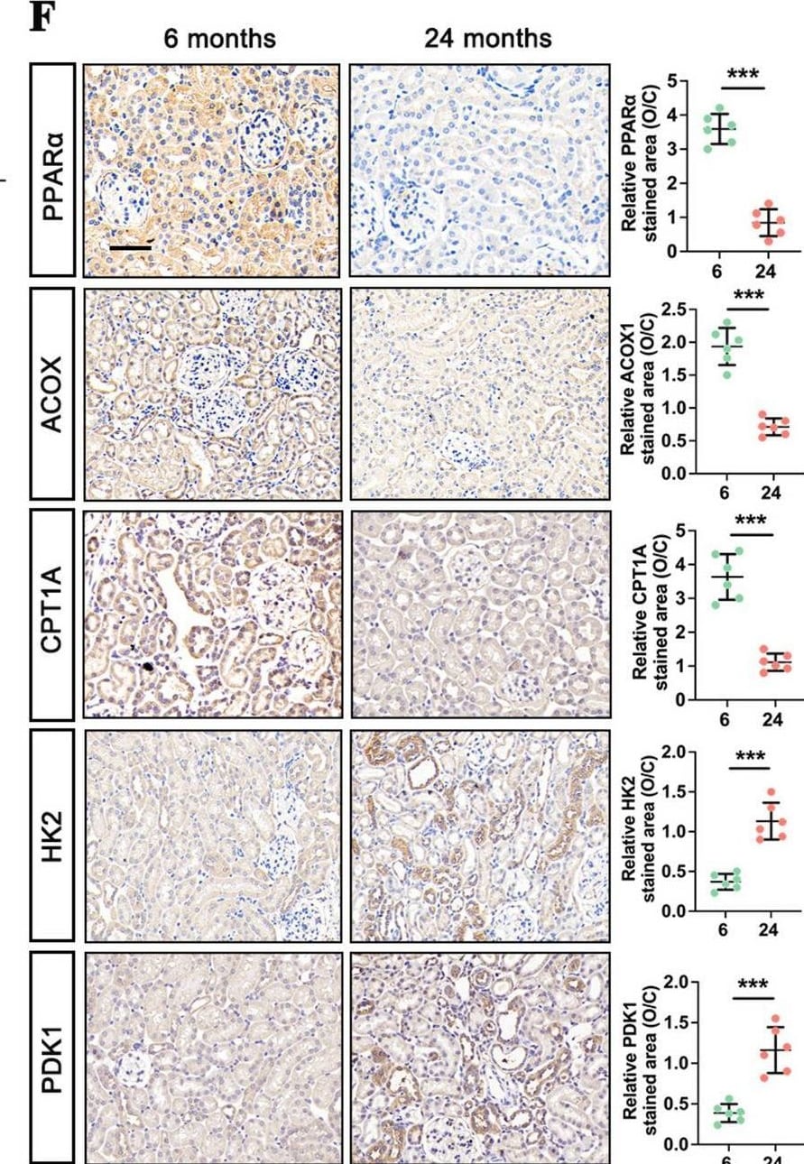 PPAR alpha/NR1C1 Antibody (3B6/PPAR) - BSA Free