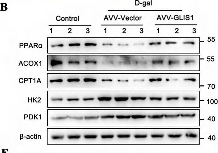 PPAR alpha/NR1C1 Antibody (3B6/PPAR) - BSA Free