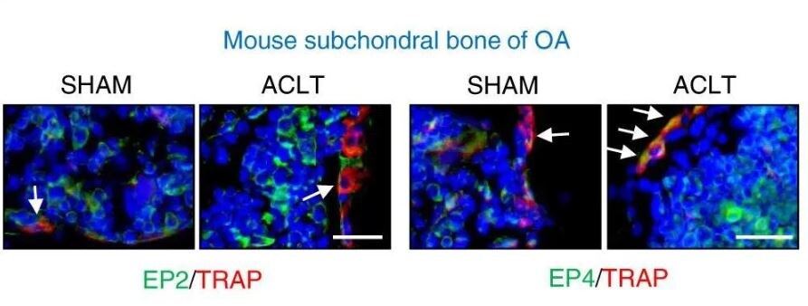 TRAP1 Antibody (TRAP1-6)