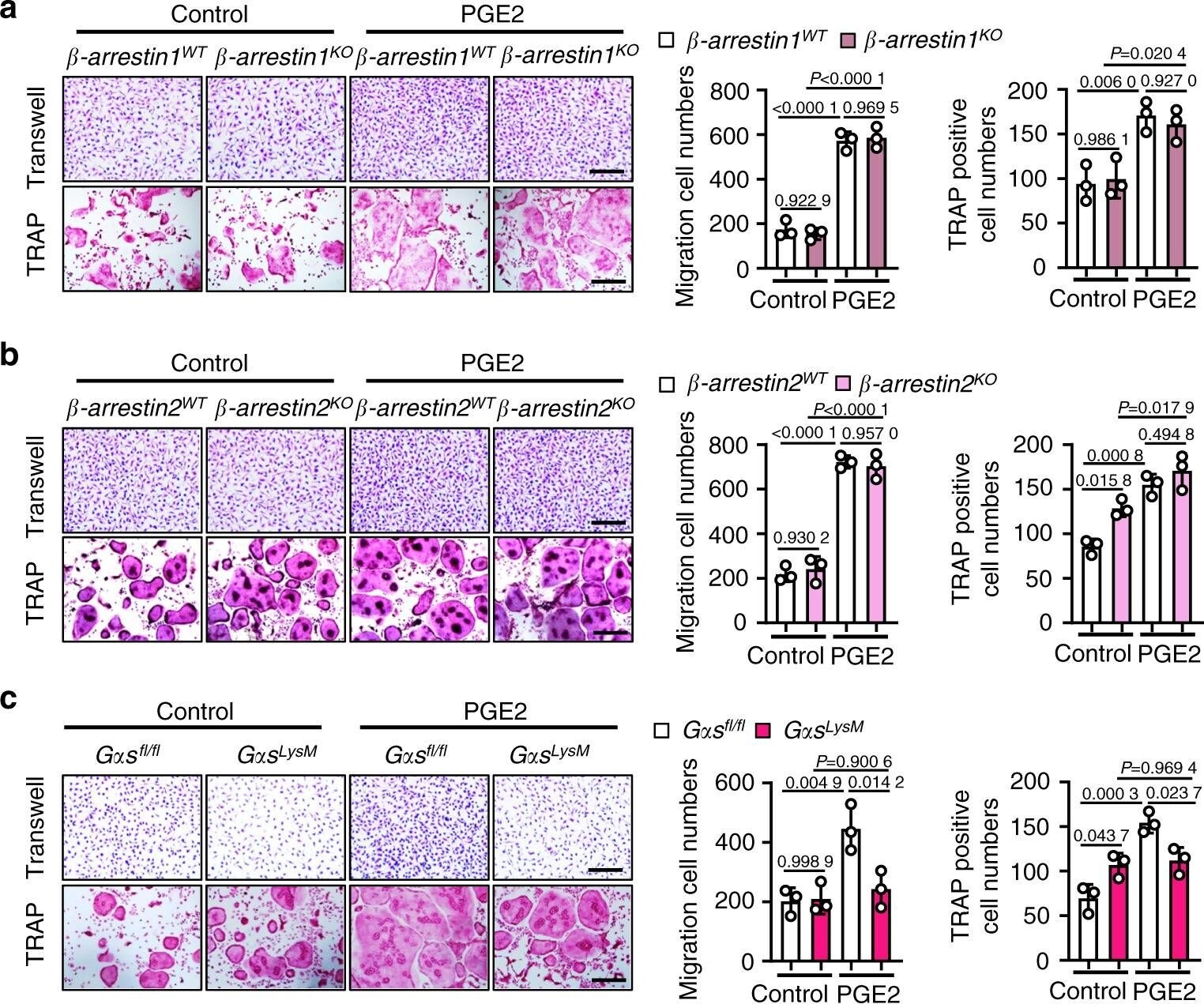 TRAP1 Antibody (TRAP1-6)